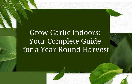 Grow Garlic Indoors: Your Complete Guide for a Year-Round Harvest