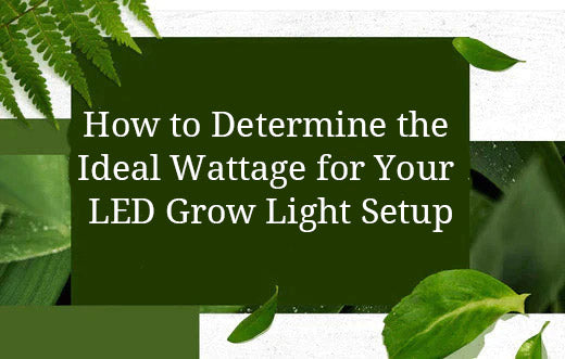How to Determine the Ideal Wattage for Your LED Grow Light Setup