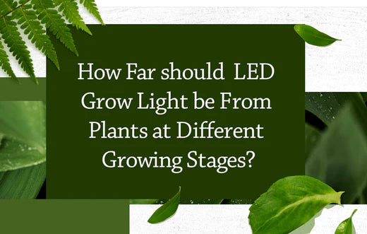 How Far should LED Grow Light be From Plants at Different Growing Stages?